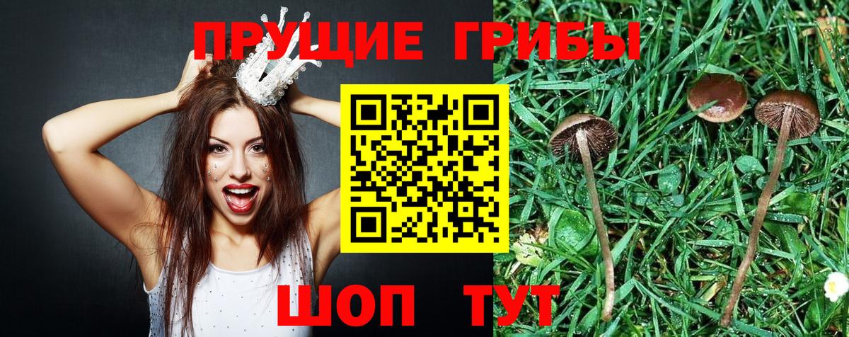 Алейск  наркотики  Псилоцибиновые грибы мухоморы  Вход с VPN  Галлюциногенные грибы прущие грибы 